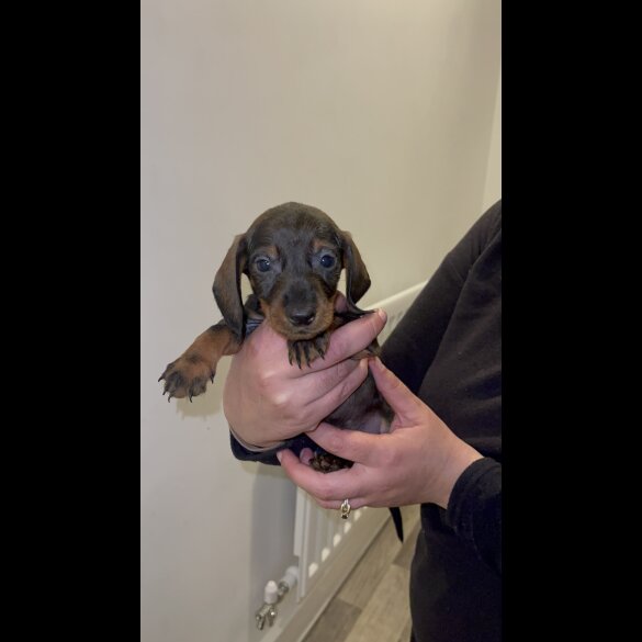 Dachshund (Standard &amp; Miniature) - Both