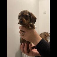 Dachshund (Standard &amp; Miniature) - Both