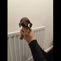 Dachshund (Standard &amp; Miniature) - Both