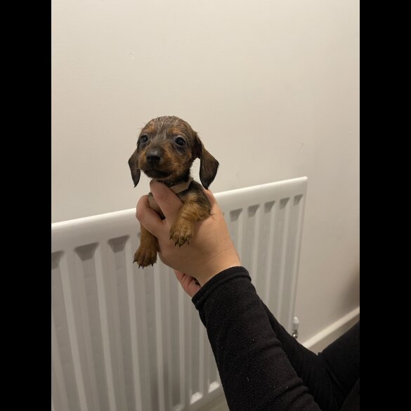 Dachshund (Standard &amp; Miniature) - Both