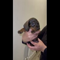 Dachshund (Standard &amp; Miniature) - Both