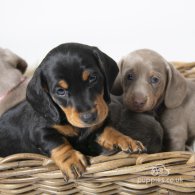 Dachshund (Standard & Miniature) - Both