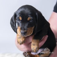 Dachshund (Standard & Miniature) - Both