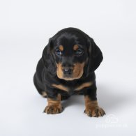 Dachshund (Standard & Miniature) - Both