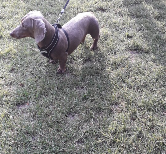 Dachshund (Standard &amp; Miniature)