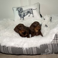 Dachshund (Standard & Miniature) - Both