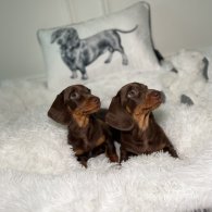 Dachshund (Standard & Miniature) - Both