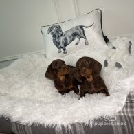 Dachshund (Standard & Miniature) - Both