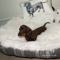 Dachshund (Standard & Miniature) - Both