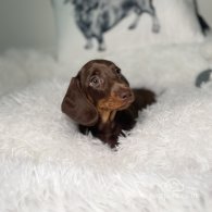 Dachshund (Standard & Miniature) - Both