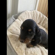 Dachshund (Standard &amp; Miniature) - Both