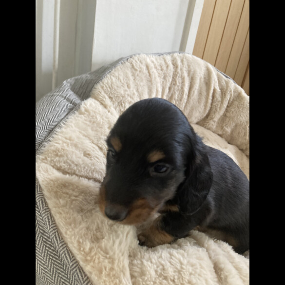 Dachshund (Standard &amp; Miniature) - Both