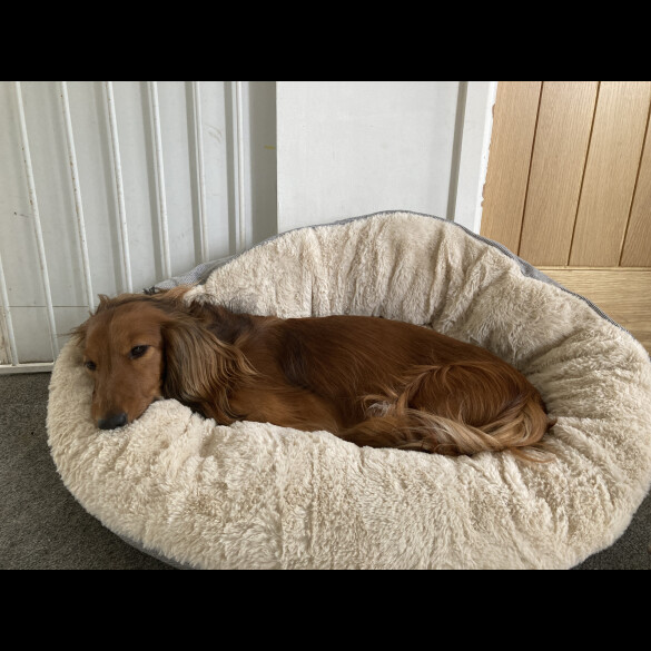 Dachshund (Standard &amp; Miniature) - Both