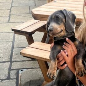 Dachshund (Standard &amp; Miniature)