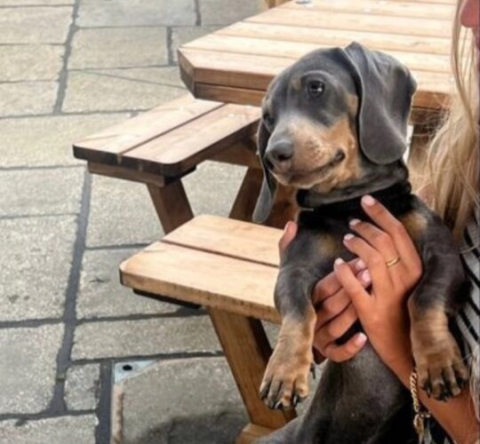 Dachshund (Standard &amp; Miniature)