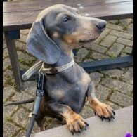 Dachshund (Standard &amp; Miniature)