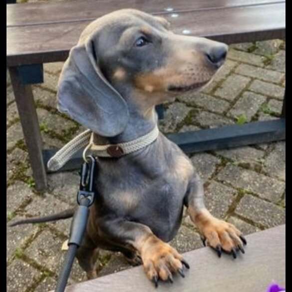 Dachshund (Standard &amp; Miniature)