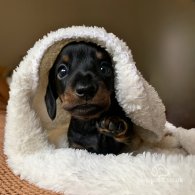 Dachshund (Standard & Miniature) - Bitches