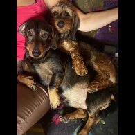 Dachshund (Standard &amp; Miniature) - Both