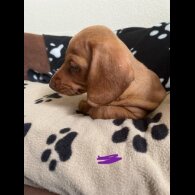 Dachshund (Standard &amp; Miniature) - Both