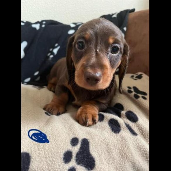 Dachshund (Standard &amp; Miniature) - Both