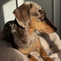 Dachshund (Standard & Miniature) - Both