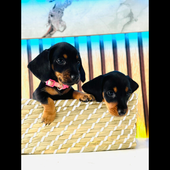 Dachshund (Standard &amp; Miniature) - Both