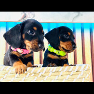 Dachshund (Standard &amp; Miniature) - Both