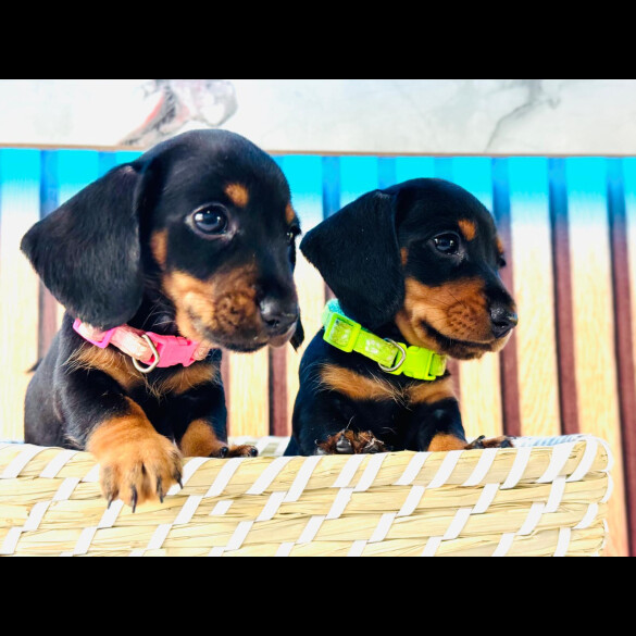 Dachshund (Standard &amp; Miniature) - Both