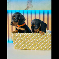 Dachshund (Standard &amp; Miniature) - Both