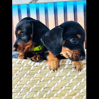 Dachshund (Standard &amp; Miniature) - Both