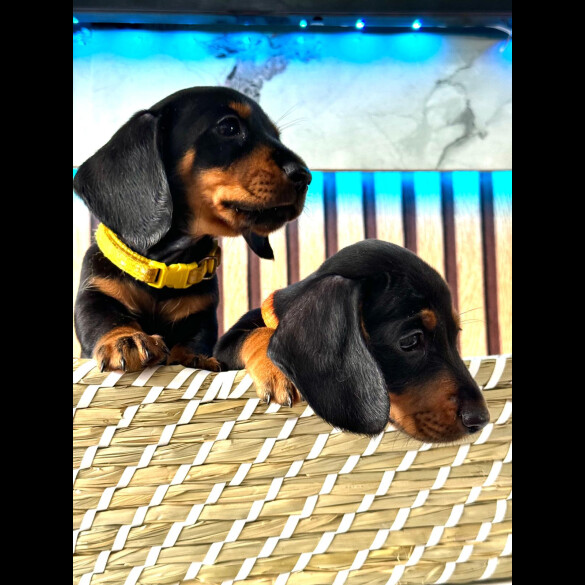 Dachshund (Standard &amp; Miniature) - Both