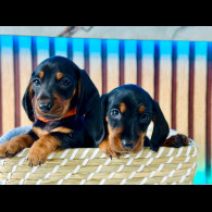 Dachshund (Standard &amp; Miniature) - Both