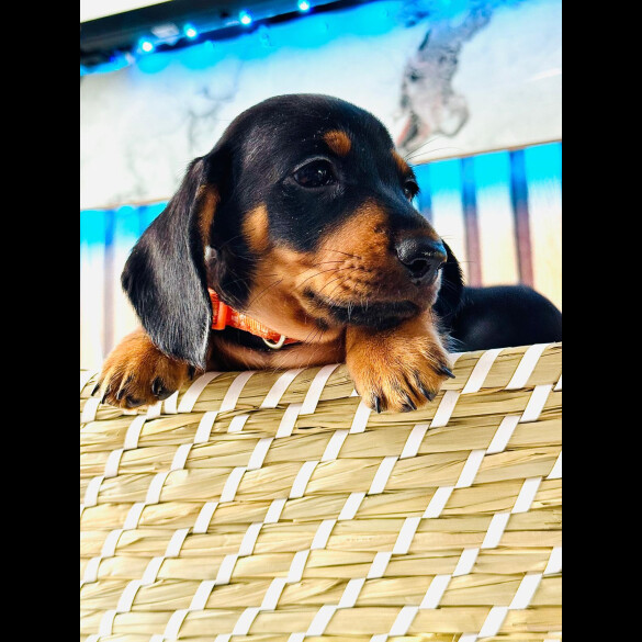 Dachshund (Standard &amp; Miniature) - Both