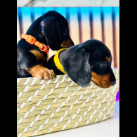 Dachshund (Standard &amp; Miniature) - Both