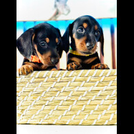 Dachshund (Standard &amp; Miniature) - Both