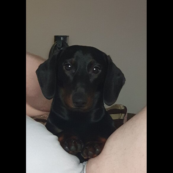 Dachshund (Standard &amp; Miniature)