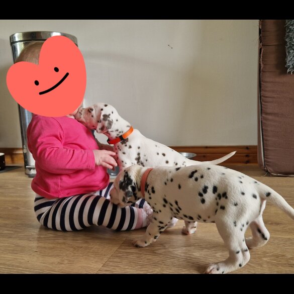 Dalmatian - Both