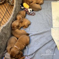 Dogue De Bordeaux - Dogs