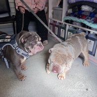 English Bulldog - Both