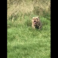 English Bulldog