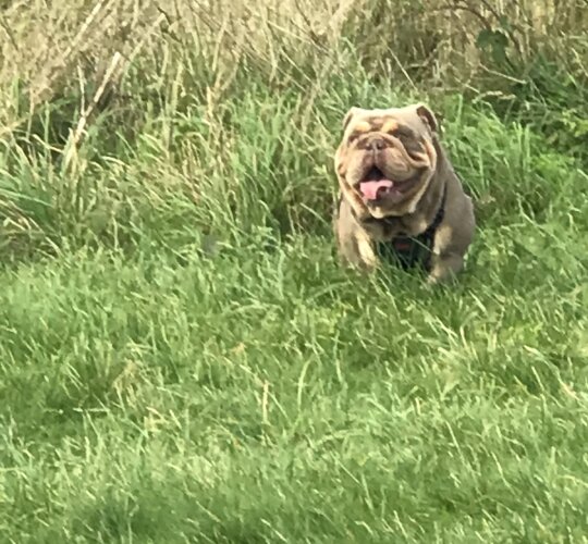 English Bulldog