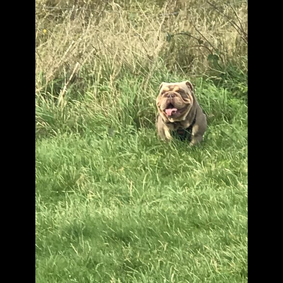 English Bulldog