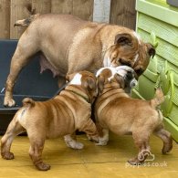 English Bulldog - Dogs