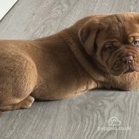 Dogue De Bordeaux - Dogs