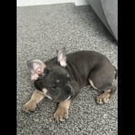 French Bulldog - Both