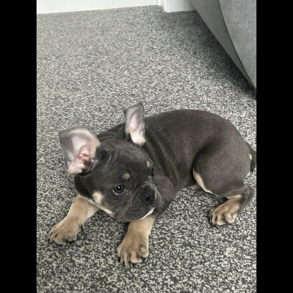 French Bulldog - Both