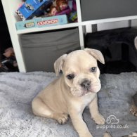 French Bulldog - Both