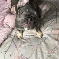 French Bulldog - Both