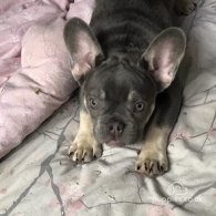 French Bulldog - Both